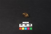 藏品(獸骨)的圖片