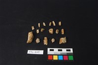 藏品(獸骨)的圖片