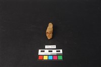 藏品(獸骨)的圖片