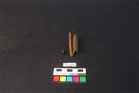 藏品(獸骨)的圖片