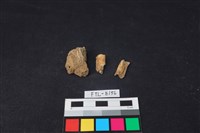 藏品(獸骨)的圖片