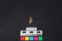 藏品(獸骨)的圖片