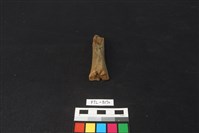 藏品(獸骨)的圖片