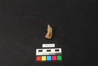 藏品(鹿骨)的圖片