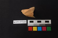 藏品(獸骨)的圖片