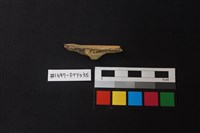 藏品(獸骨)的圖片