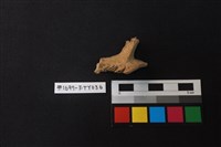 藏品(獸骨)的圖片