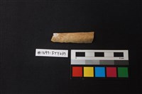 藏品(獸骨)的圖片