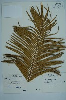 藏品(台東蘇鐵)的圖片