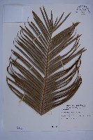 藏品(光果蘇鐵)的圖片