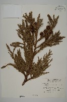 藏品(柳杉)的圖片