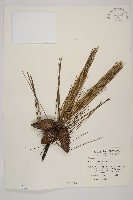 藏品(琉球松)的圖片