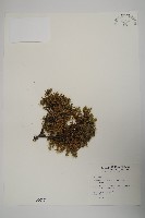 藏品(刺柏)的圖片