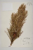 藏品(馬尾松)的圖片