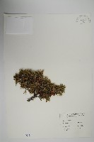 藏品(刺柏)的圖片