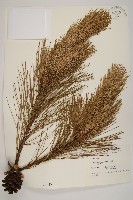 藏品(馬尾松)的圖片