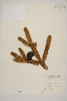 藏品(臺灣冷杉)的圖片