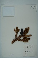 藏品(臺灣冷杉)的圖片