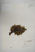 藏品(刺柏)的圖片