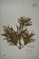 藏品(大葉羅漢松)的圖片