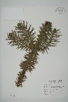 藏品(杉木)的圖片