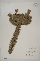 藏品(香杉、台灣杉木)的圖片