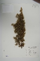 藏品(刺柏)的圖片