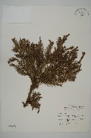 藏品(柳杉)的圖片