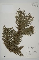 藏品(杉木)的圖片