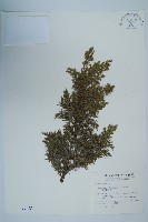 藏品(刺柏)的圖片