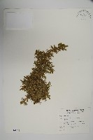 藏品(刺柏)的圖片