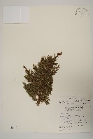 藏品(香青)的圖片