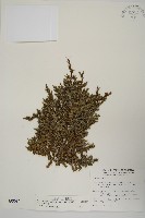 藏品(香青)的圖片