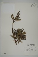 藏品(大葉羅漢松)的圖片