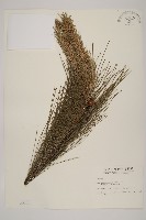 藏品(馬尾松)的圖片