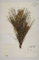 藏品(馬尾松)的圖片