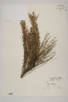 藏品(馬尾松)的圖片