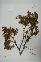 藏品(刺柏)的圖片