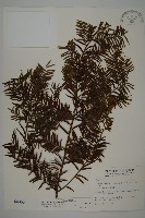 藏品(臺灣紅豆杉、紫杉、南方紅豆杉)的圖片