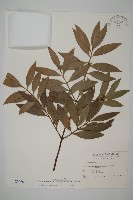 藏品(竹柏)的圖片