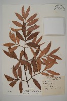 藏品(竹柏)的圖片