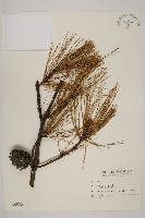 藏品(馬尾松)的圖片