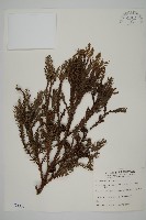 藏品(柳杉)的圖片