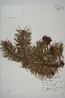 藏品(杉木)的圖片