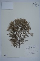 藏品(側柏)的圖片