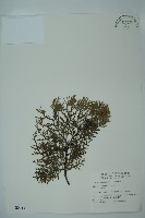 藏品(側柏)的圖片