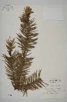 藏品(杉木)的圖片