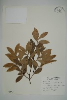 藏品(竹柏、南攻竹柏)的圖片