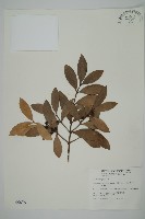 藏品(竹柏、南攻竹柏)的圖片