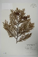 藏品(臺灣扁柏)的圖片